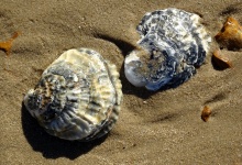 Seashells At The Seashore