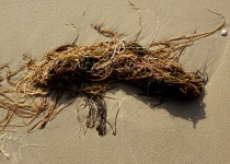 Seaweed On The Beach