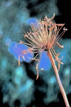 Seed Cluster On A Fresco Background