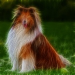 Shaggy Dog Portrait