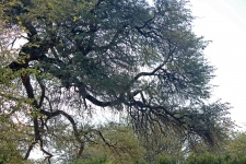 Shapely Branches Of Tree & Leaves