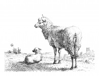 Sheep Drawing, Sketch