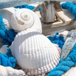 Shells And Rope