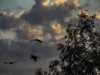 Silhouette Birds Against Stormy Sky