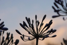 Silhouette Of Agapanthus Flowers