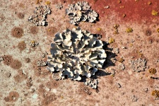 Silver Lichens On Rusty Metal