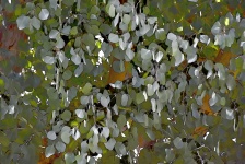 Silvery Leaves Of A Tree