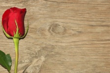 Single Red Rose On Wood Background