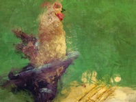 Sketchy Rooster Painting
