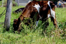 Small Cow Grazing