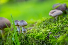 Small Mushrooms