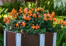 Small Orange Potted Flowers