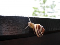 Snail On Wood