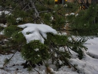 Snow Covers A Pine Tree Branch
