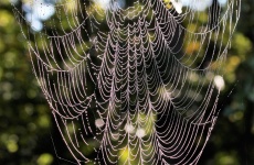 Sparkling Spider Web