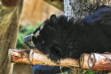 Spectacled Bear Sleeping