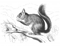 Squirrel Sketch