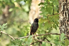 Starling On Tree Branch