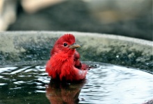 Summer Tanager Taking A Bath