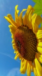 Sunflower And Blue Sky