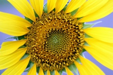 Sunflower On Blue Background