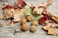 Sycamore Seed Balls And Leaves