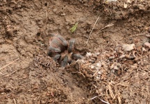 Tarantula Spider In His Burrow