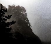 Thick Fog Over Trees And Cliffs