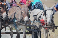 Three Donkeys Pulling A Cart