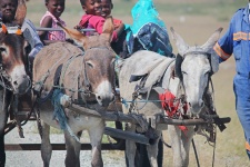 Three Donkeys Pulling A Donkey Cart