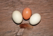 Three Eggs And Feather On Wood