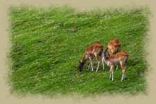Three Gazelle