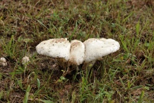 Three Is A Crowd White Mushrooms