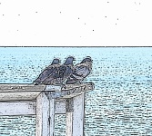 Three Pigeons Sketch
