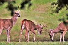 Three Young White-tail Bucks