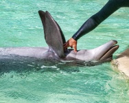Tickle The Dolphin