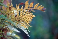 Tip Of Faded Yellow Fern Frond