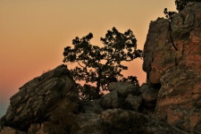 Tree In Rocks At Sunset