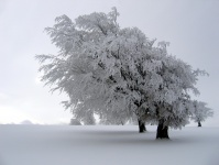 Tree In Winter Snow