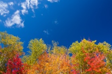 Trees In Autumn
