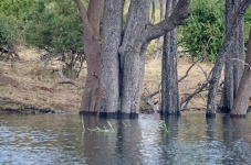 Trees Standing Inside Flooded Chobe