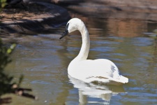 Trumpeter Swan On Pond
