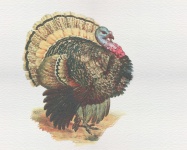 Turkey Vintage Watercolor Painting