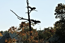 Two Buzzards Sunning In Tree