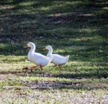 Two Ducks Walking