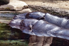 Two Hippos