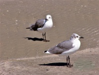 Two Laughing Gulls On Beach