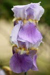 Two Purple Bearded Iris Close-up