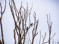 Two Robin In Tree