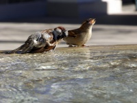 Two Sparrows Bathing
